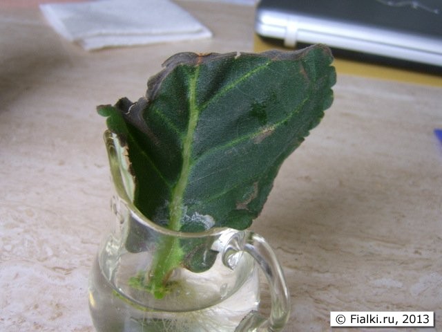 gloxinia whole leave