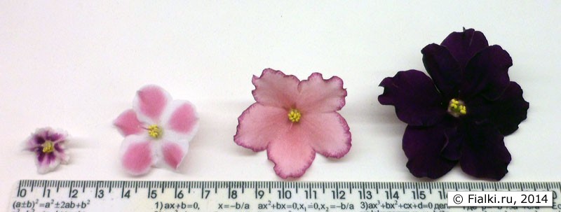 Фиалка размер цветка. Типы фиалок по размеру цветка. Размеры фиалок. Фиалка мини размер. Классификация фиалок по форме цветка.