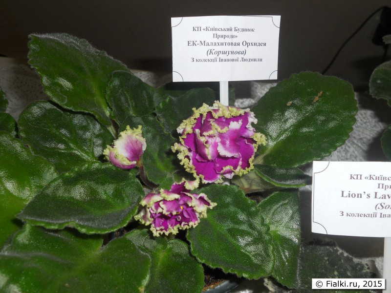 Фото ек малахитовая орхидея фото и описание